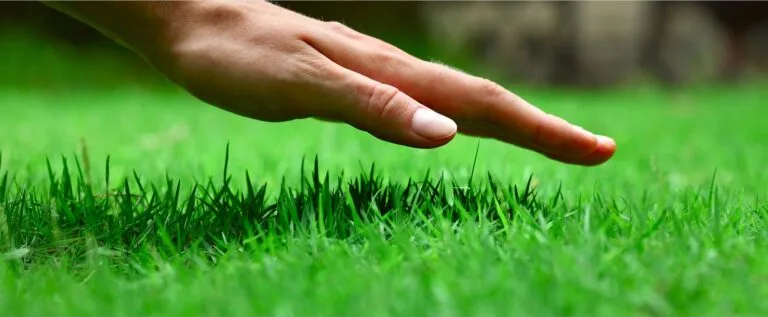 lawn care