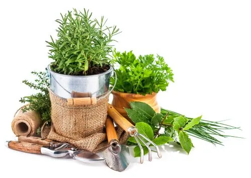 plants,hand tools