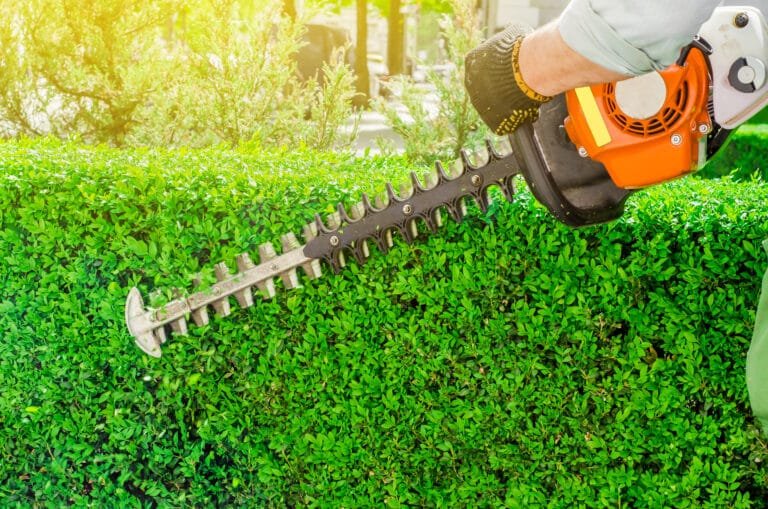 Hedge Trimming
