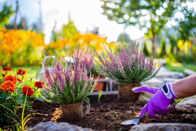 Woman,Plants,Autumn,Heathers,Garden.