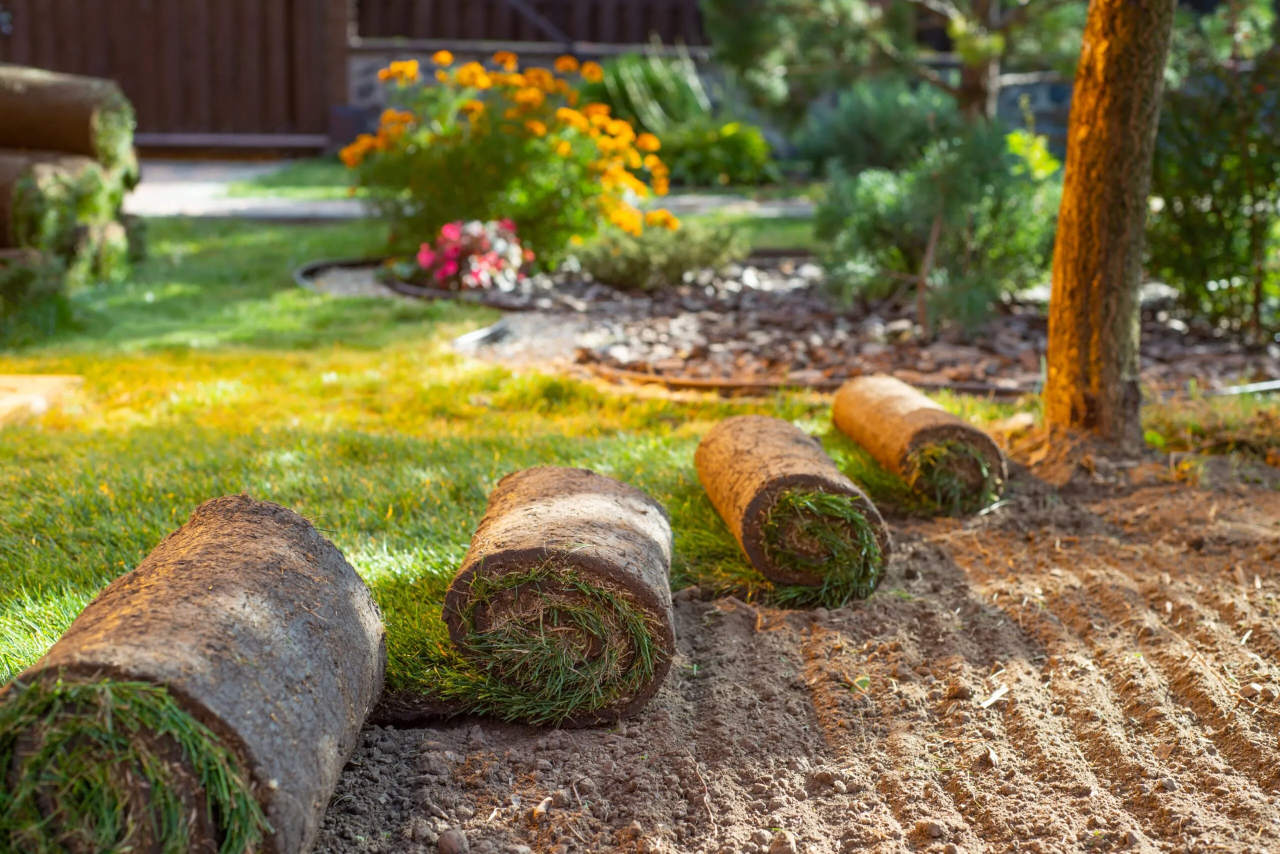 Turf,Grass,Lawn