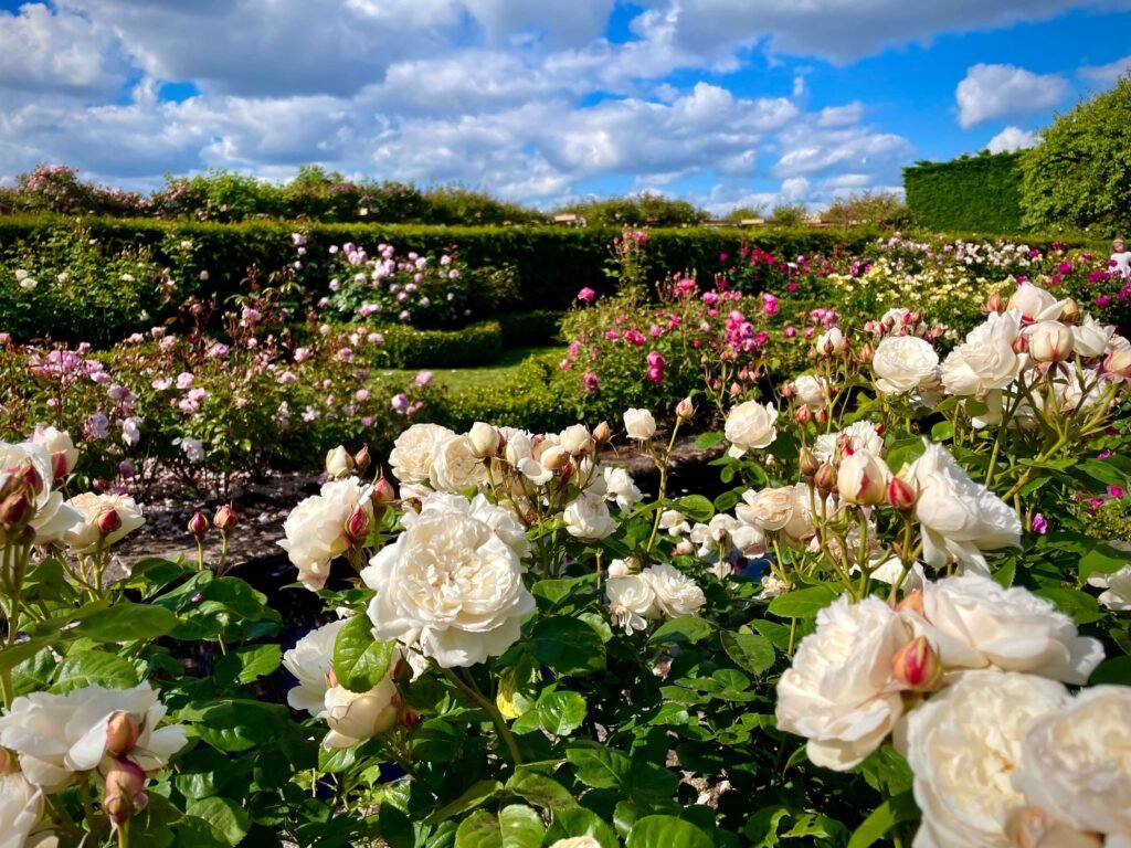 Rose Garden