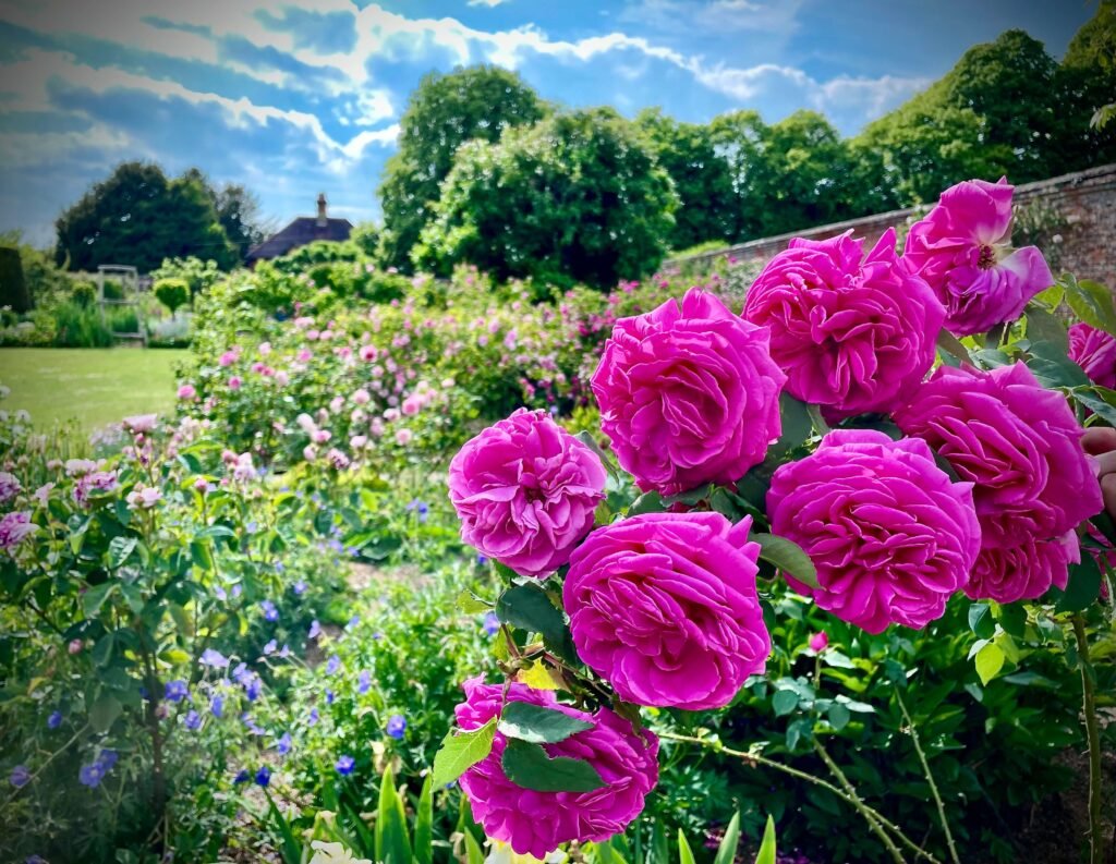 Rose Garden Spot