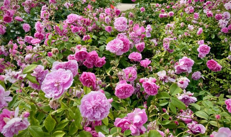 Roses