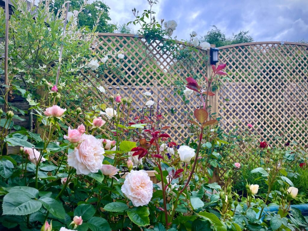 shrub rose