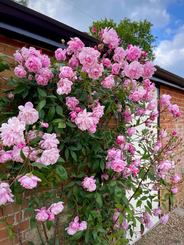Climbing Rose