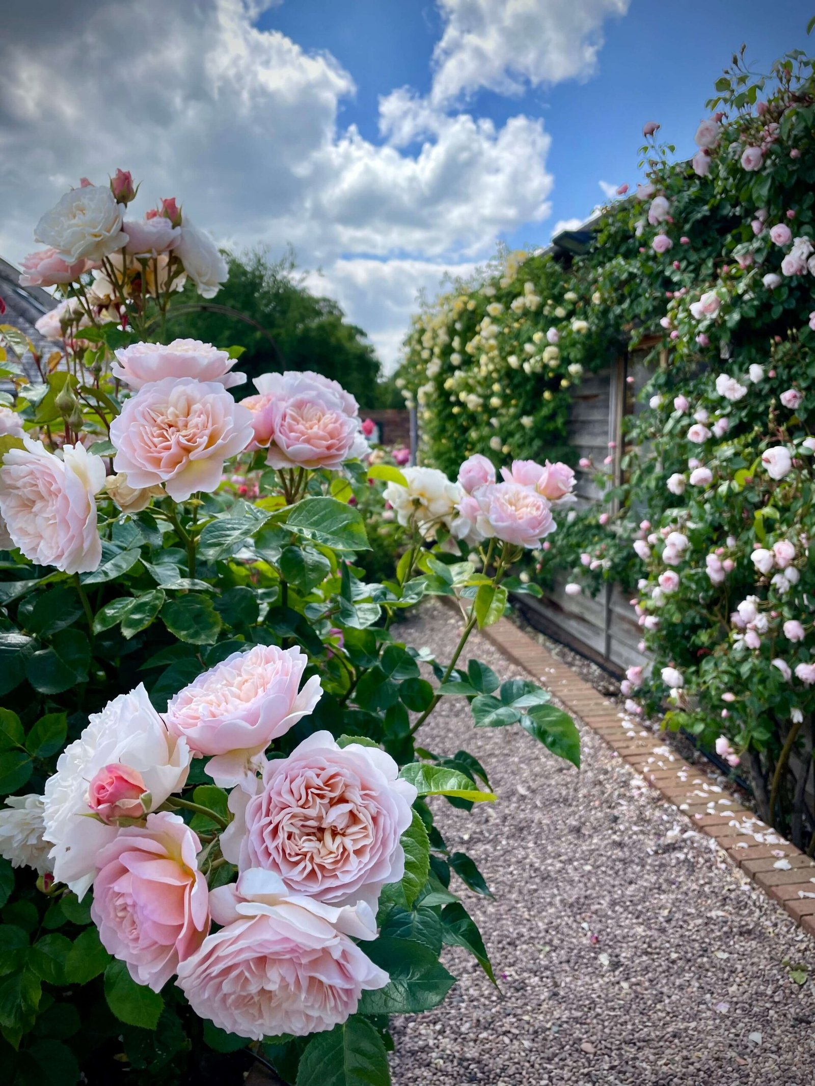 Roses path wall