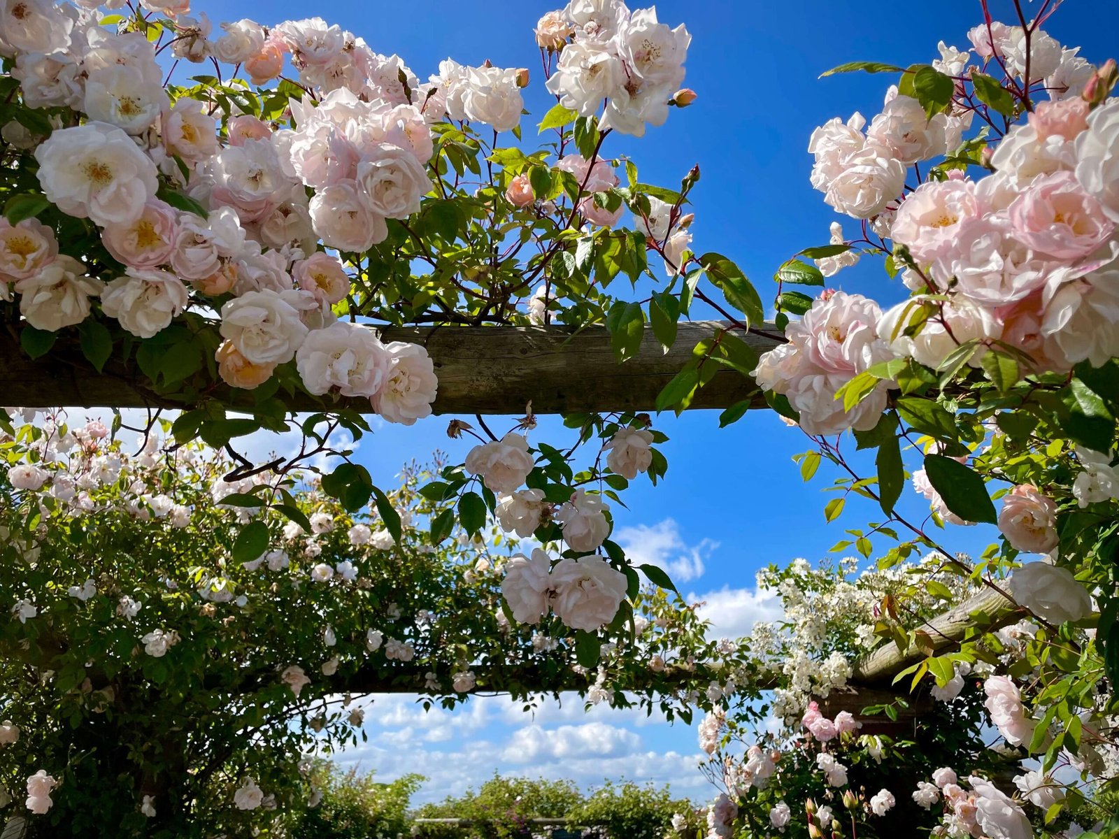 Pale climbing rose flowers trained across a timber overhead support beneath blue sky