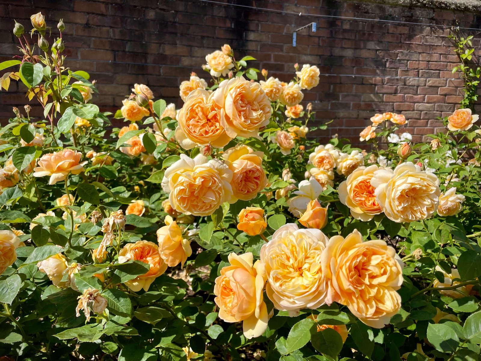 Rose Bloom Colorfull