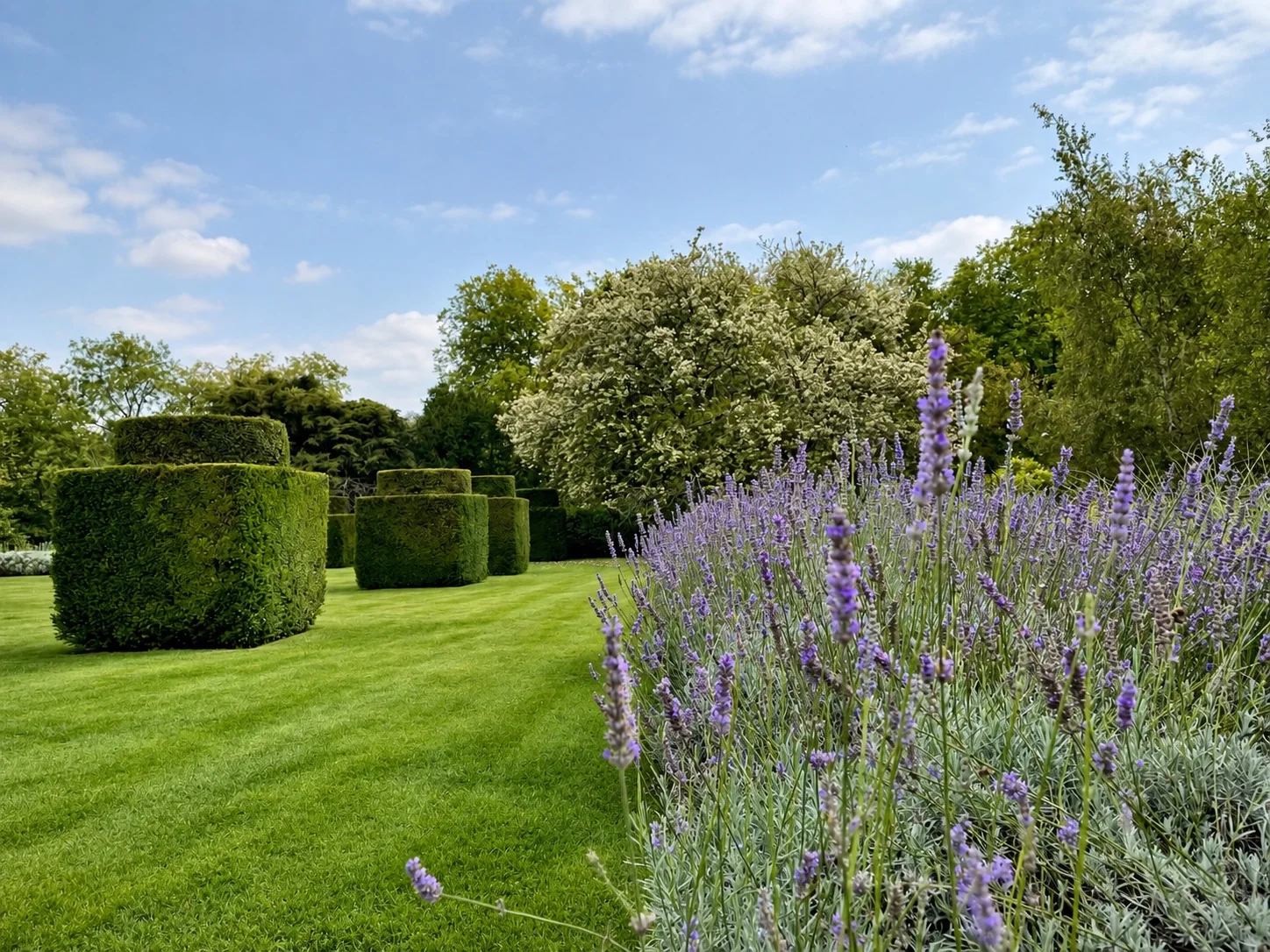 formal topiary garden lavender border 1