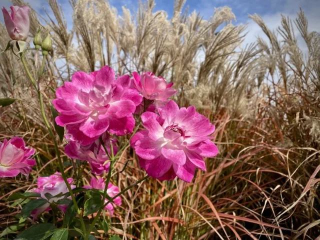 pink roses ornamental grasses 1