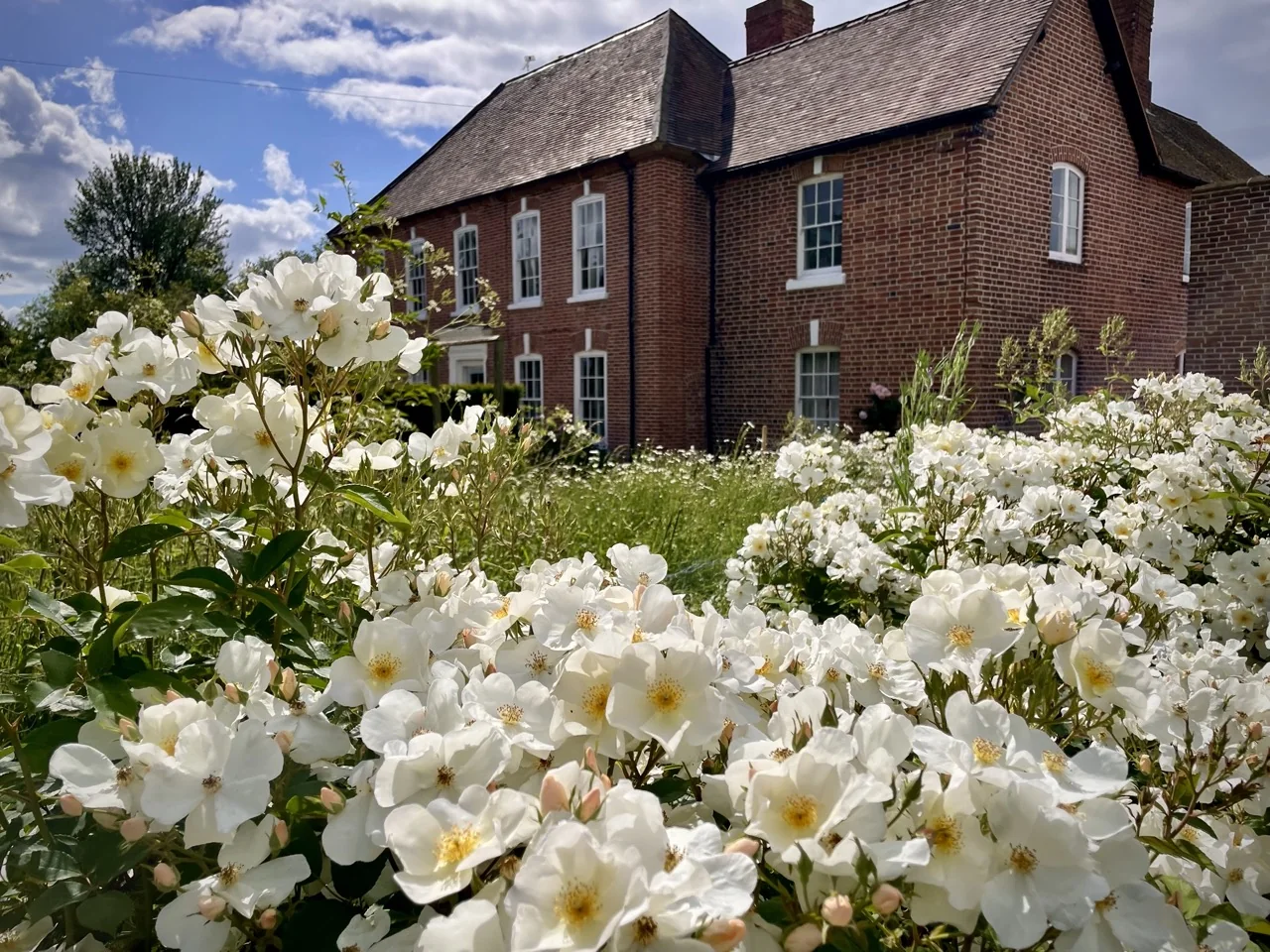 white roses country house garden 1